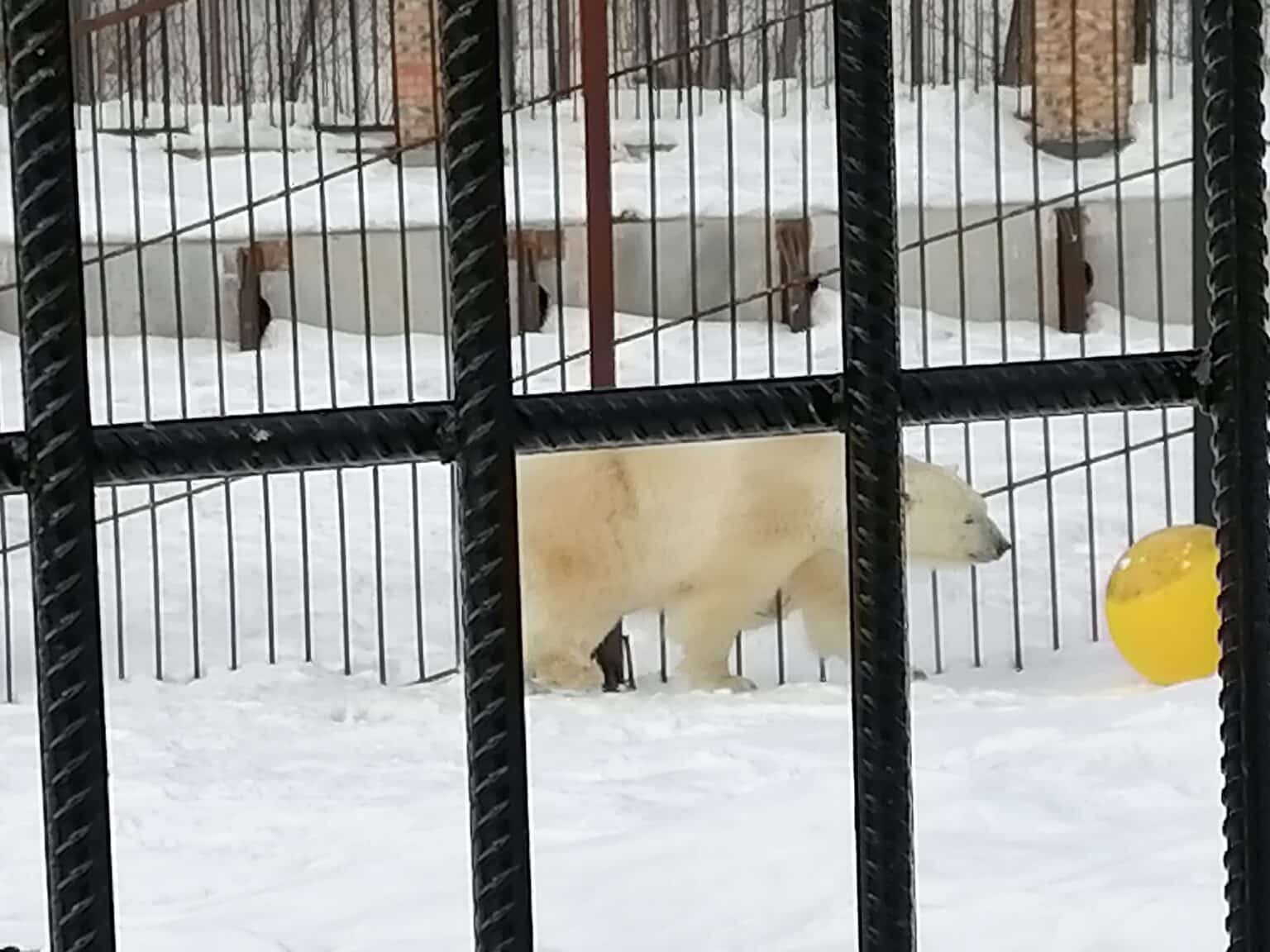 большереченский зоопарк зимой