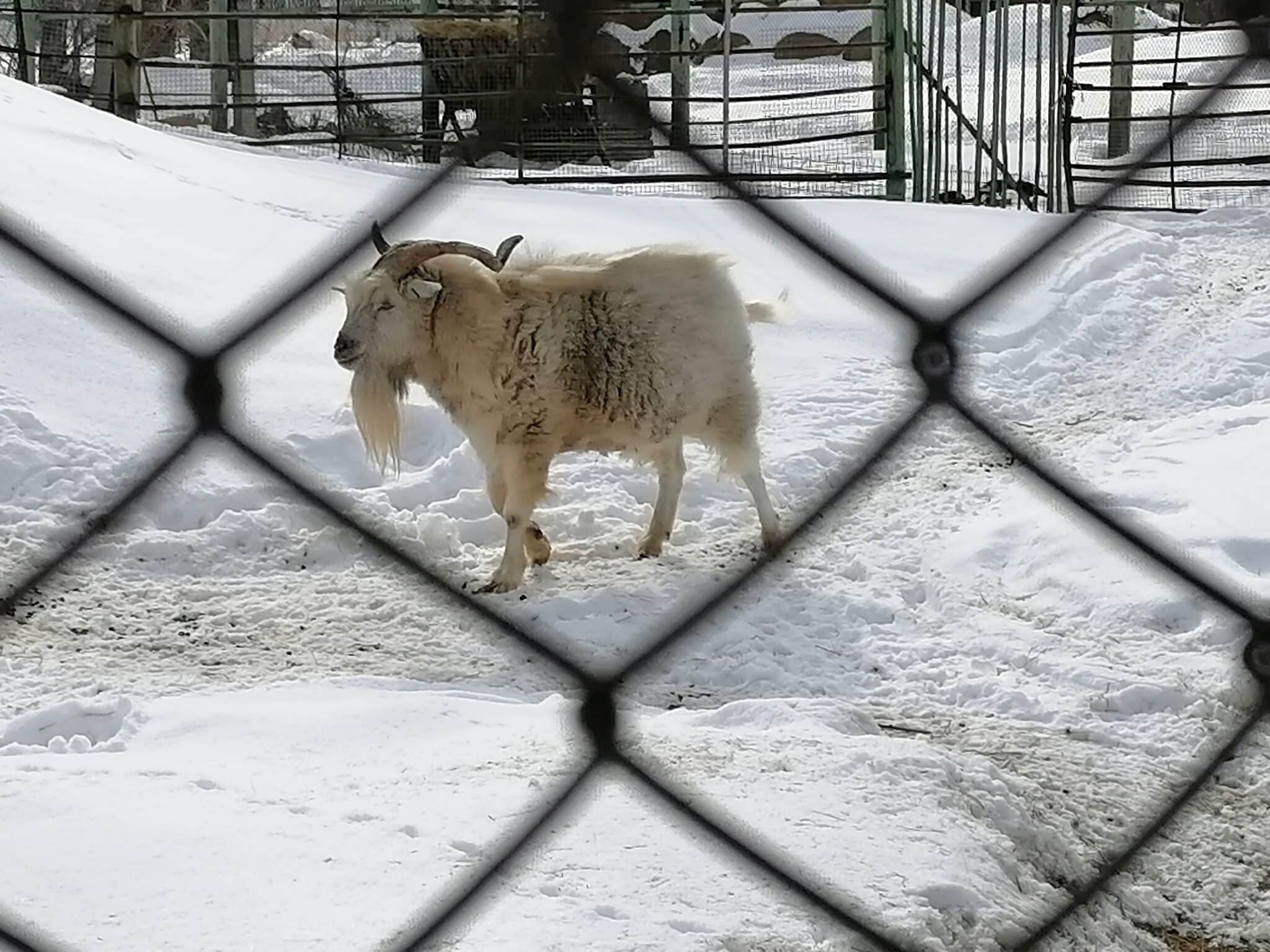 Прогулка по Большереченскому зоопарку. Фотоподборка выходного дня