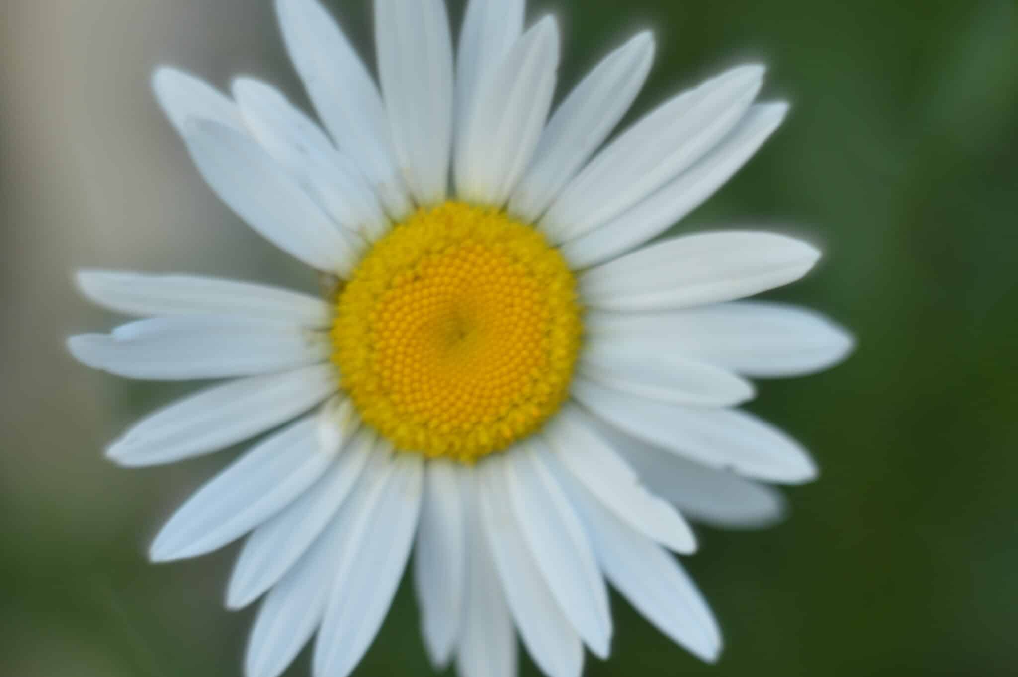 Фотоподборка выходного дня, посвященная омским дворовым цветам