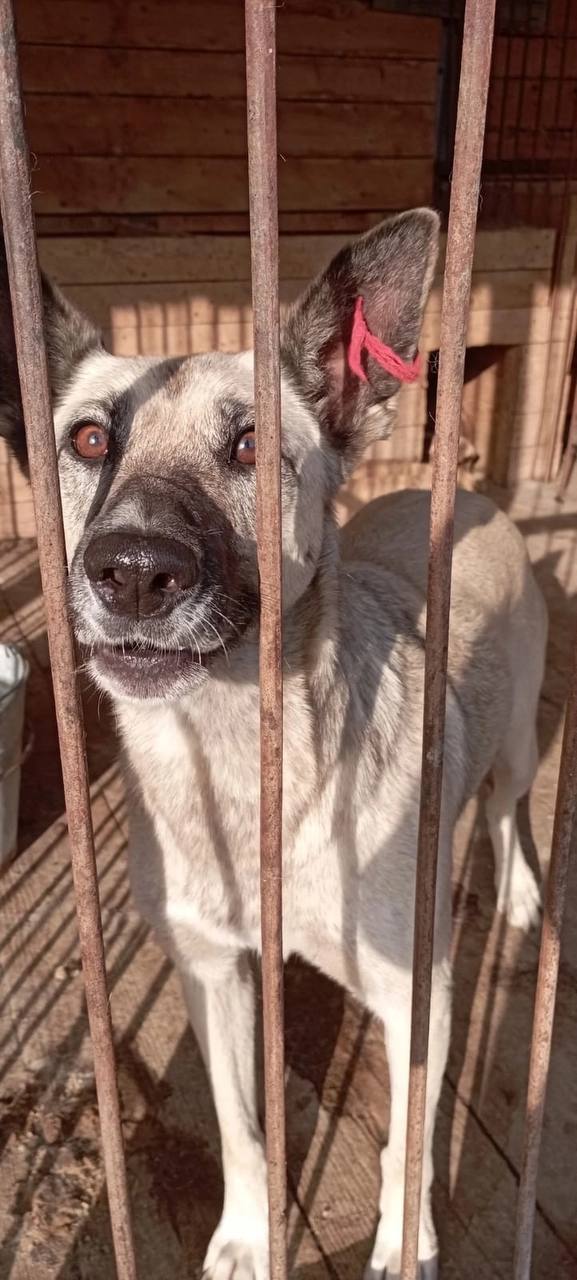 Омичам напомнили, кто и в какие сроки отлавливает бродячих собак на улицах