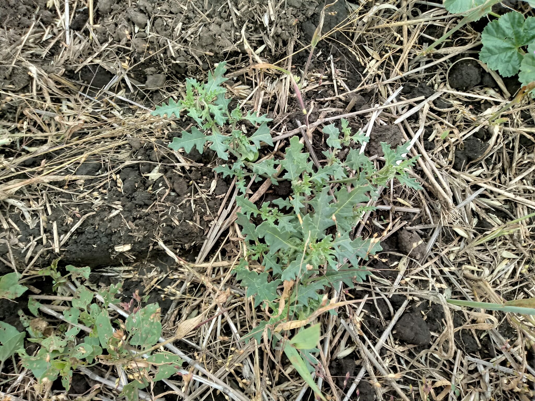 Паслен трехцветковый. Паслен трехцветковый (Solanum triflorum Nutt.). Опасный сорняк Жерушник. Карантинные сорняки.