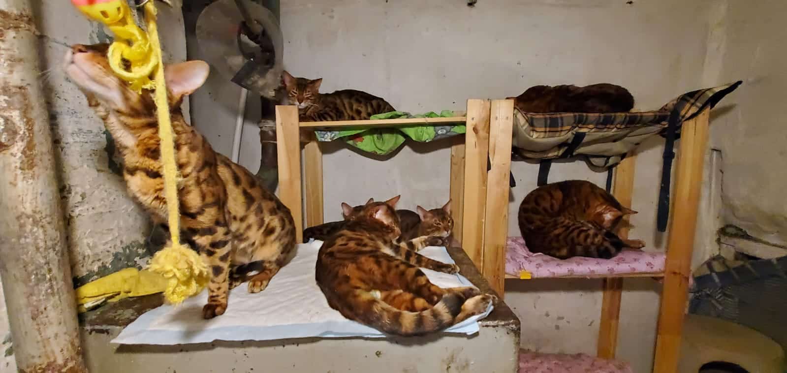 Цирк с котами - как омский блогер хотел заработать на бенгальских кошках, а оказался с ними в подвале