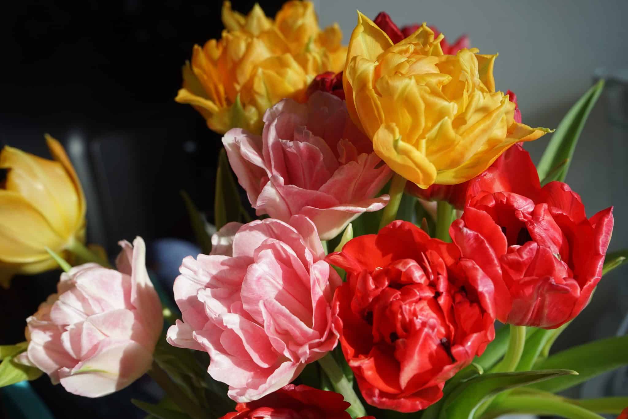 Тюльпаны заказывали? - интервью с омским поставщиком цветов Ириной Весной