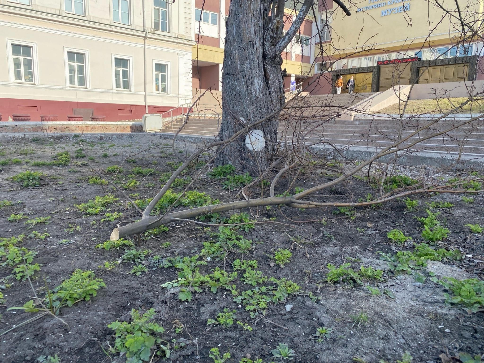 На старейшей яблоне Омска возле Краеведческого музея спилили здоровые ветви