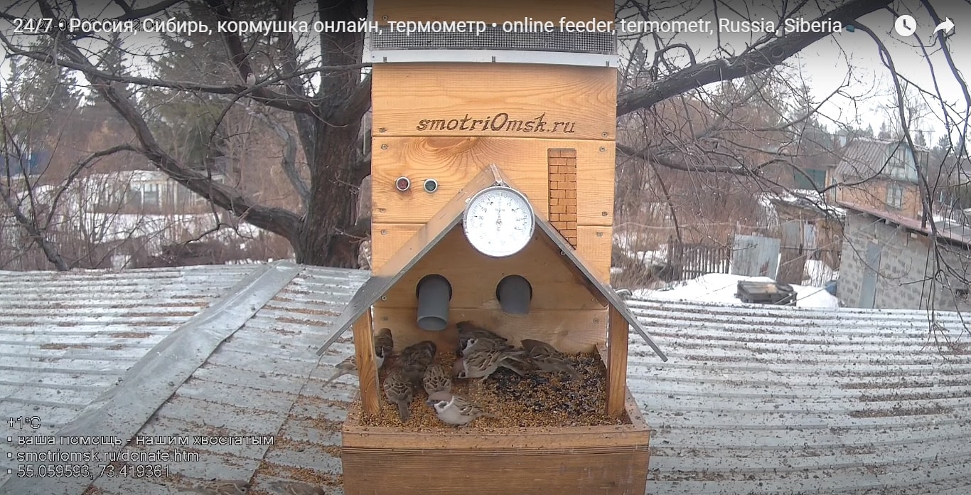 Омич сконструировал онлайн-кормушку для птиц и показал их жизнь в прямом эфире
