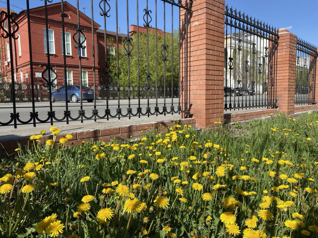 Совсем распустились: фоторепортаж с цветами, украшающими омские дворы
