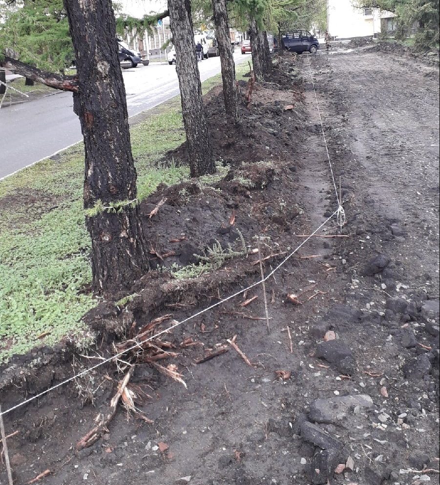 Возле омской филармонии во время ремонта тротуара вырвали корни лиственниц