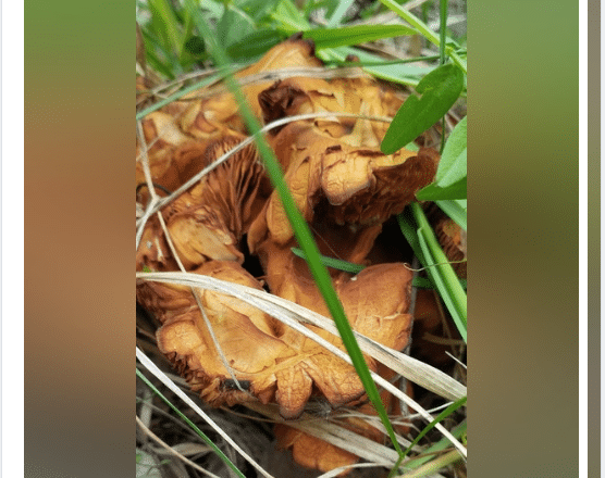 В лесах Омской области появились грибы