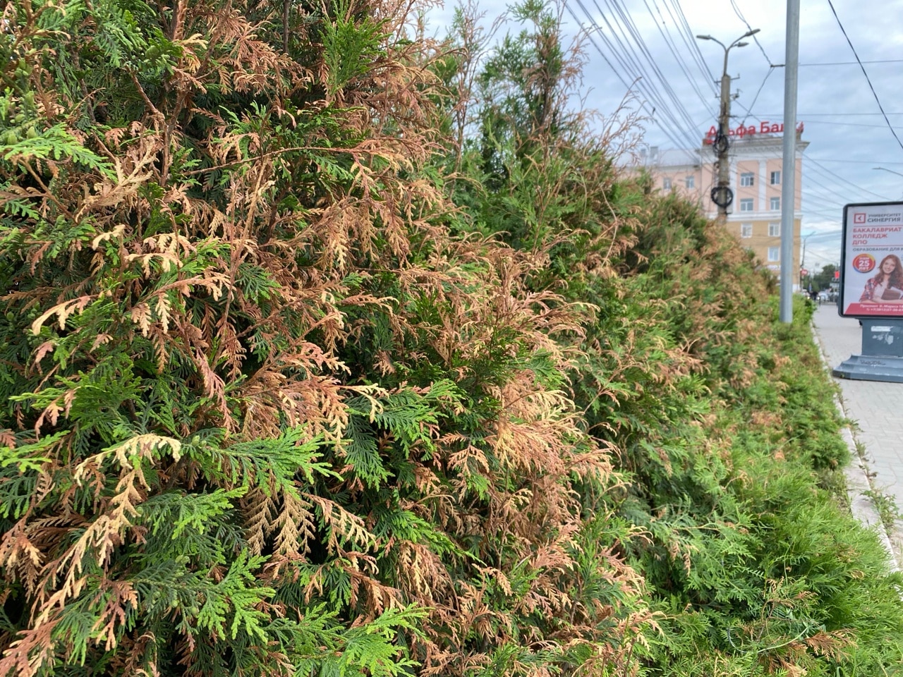 В центре Омска возле Театральной площади засохли кустарники туи