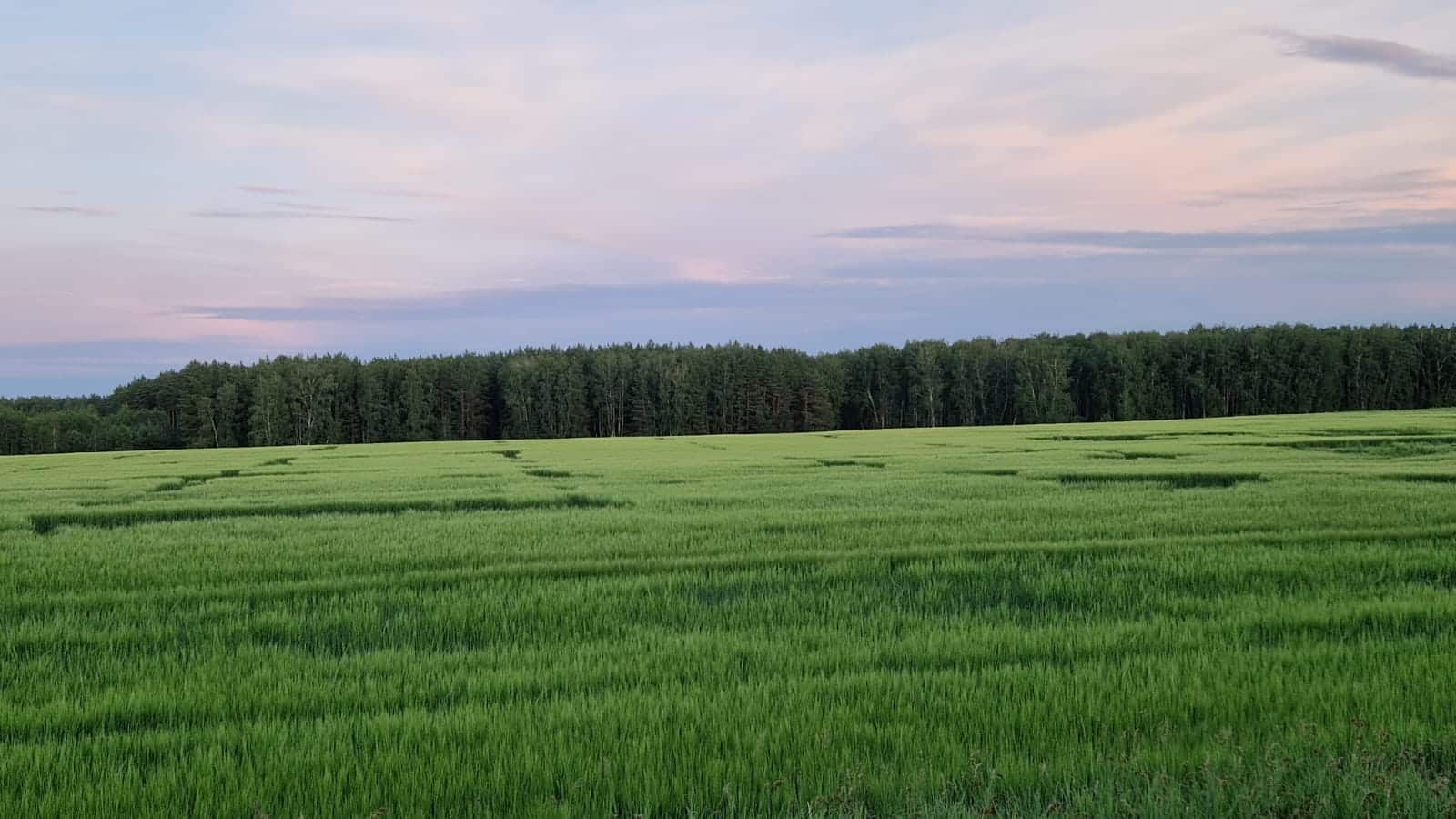 На полях в 200 км от Омска появились загадочные узоры (фото)