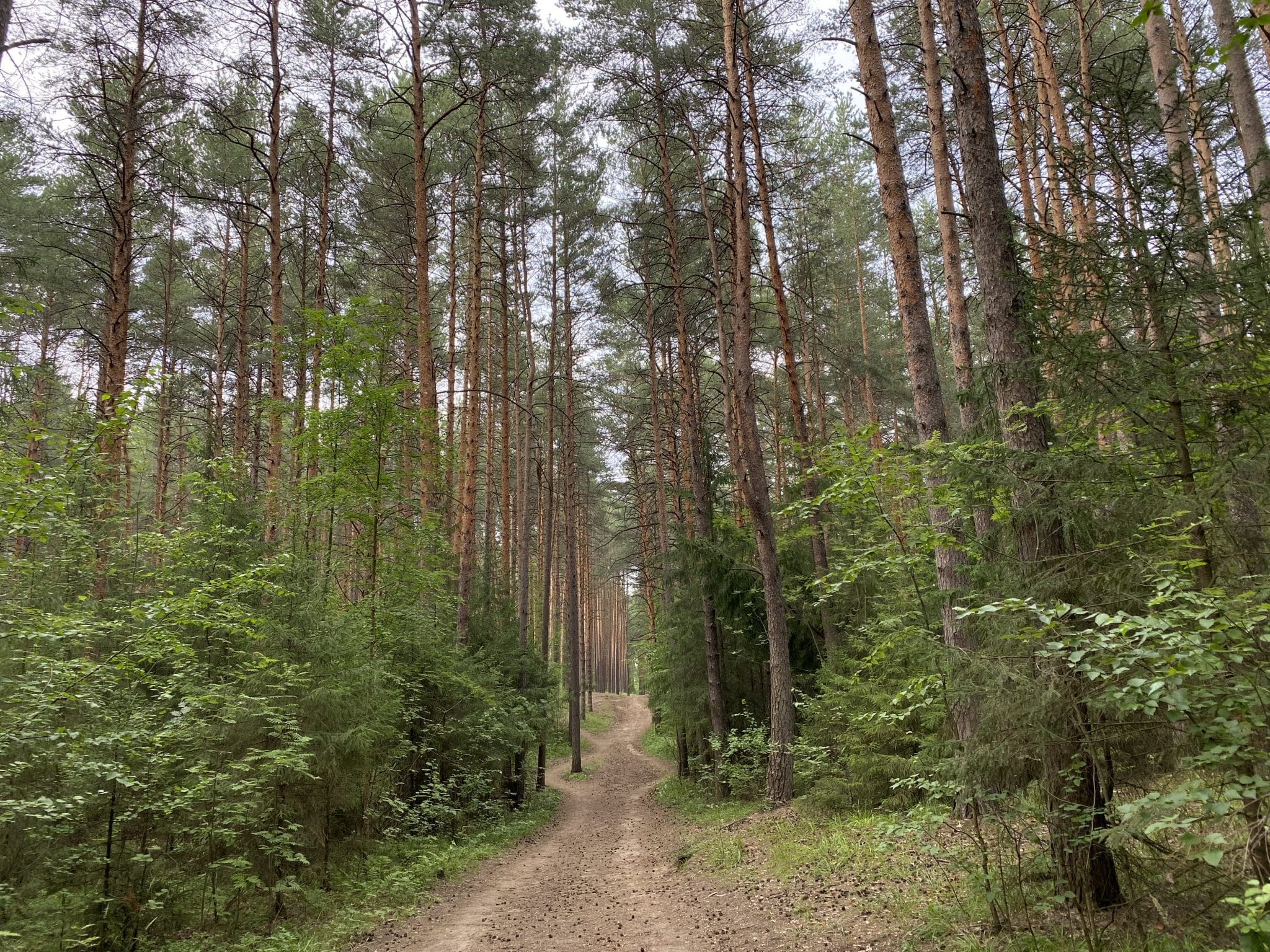 Кронирование здорового человека, полуночный трамвай и проспекты без пробок: сравниваем Омск и Пермь