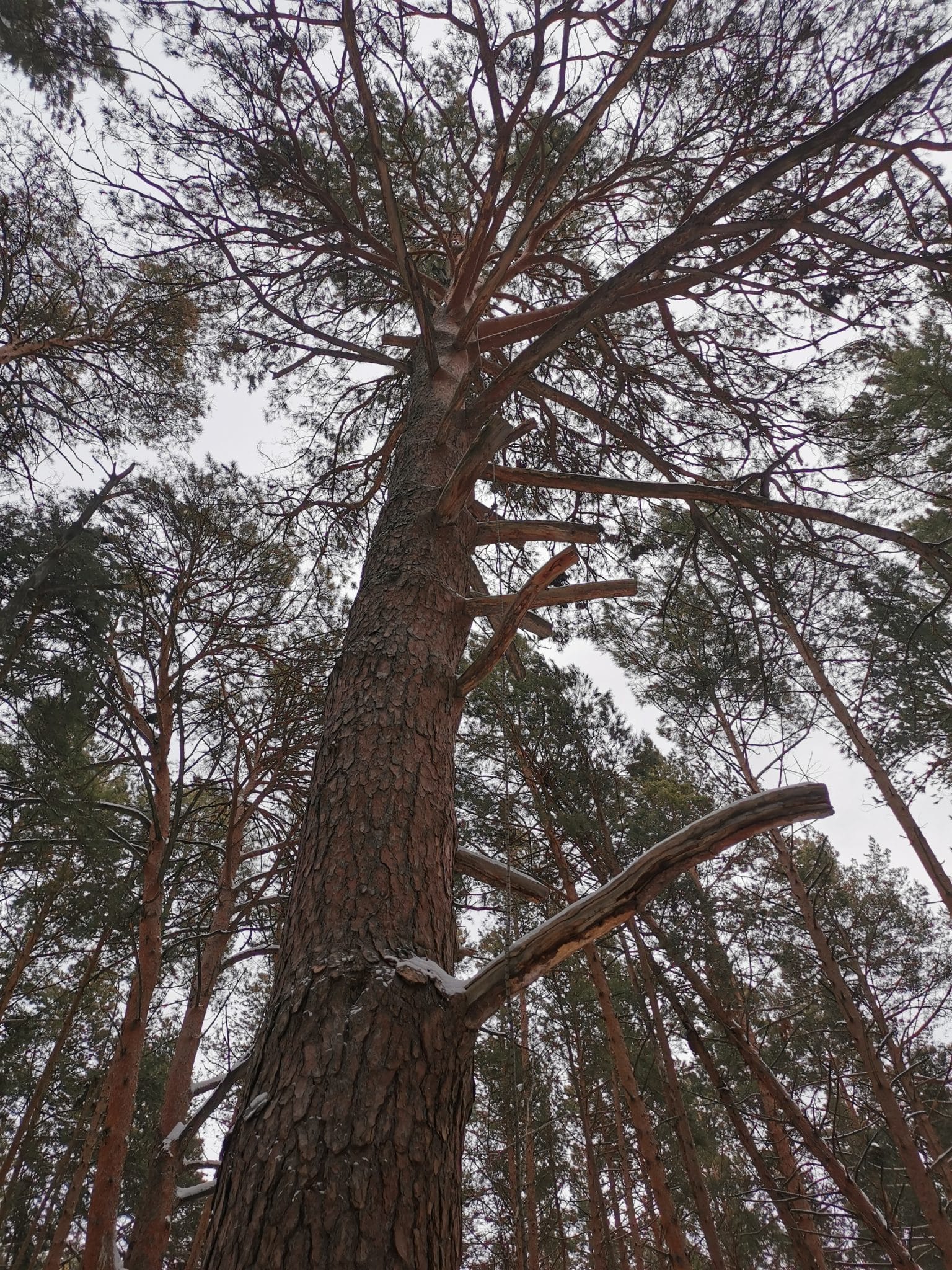 Репортаж с одной из самых высоких сосен Омска