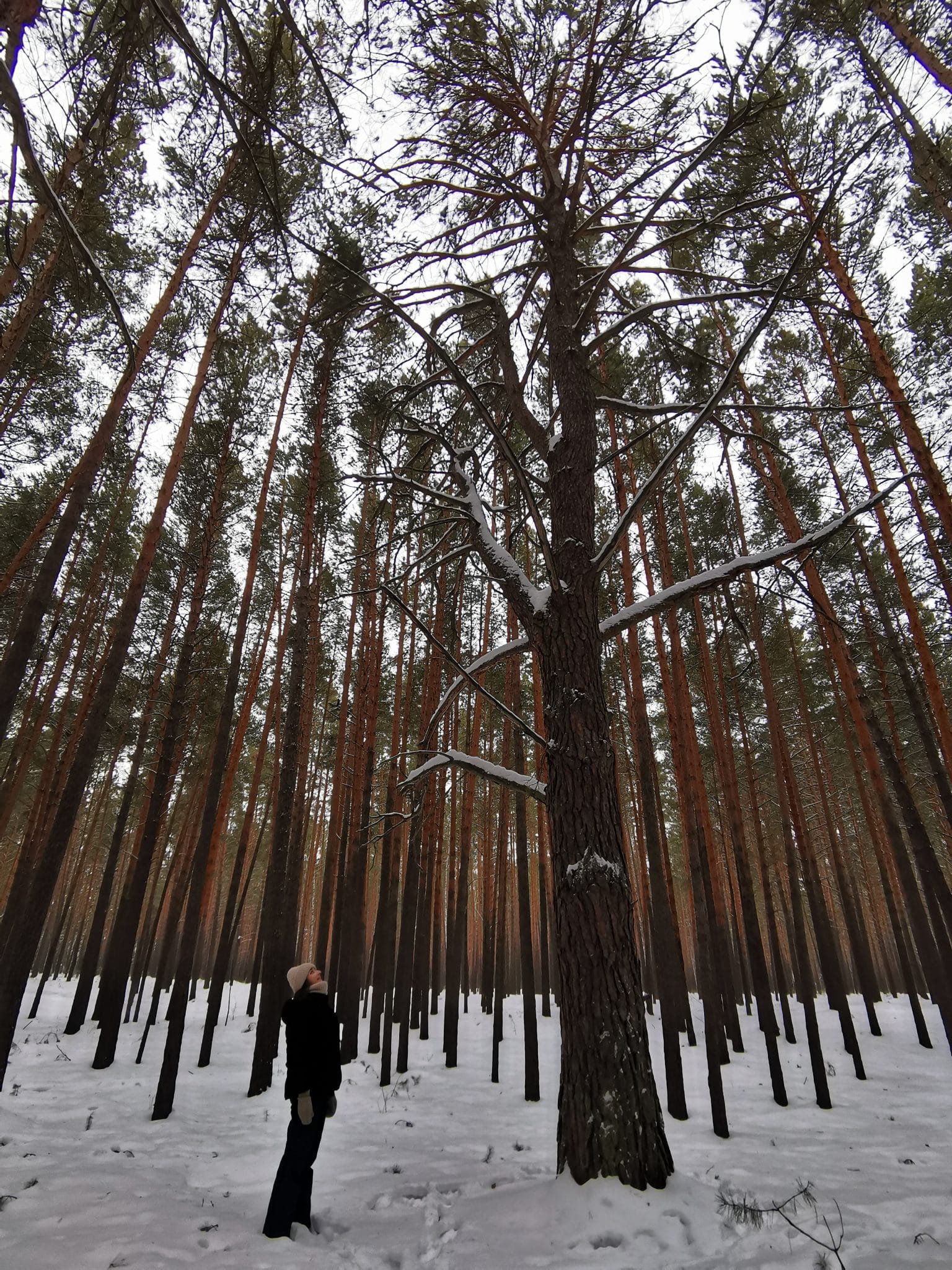 Репортаж с одной из самых высоких сосен Омска