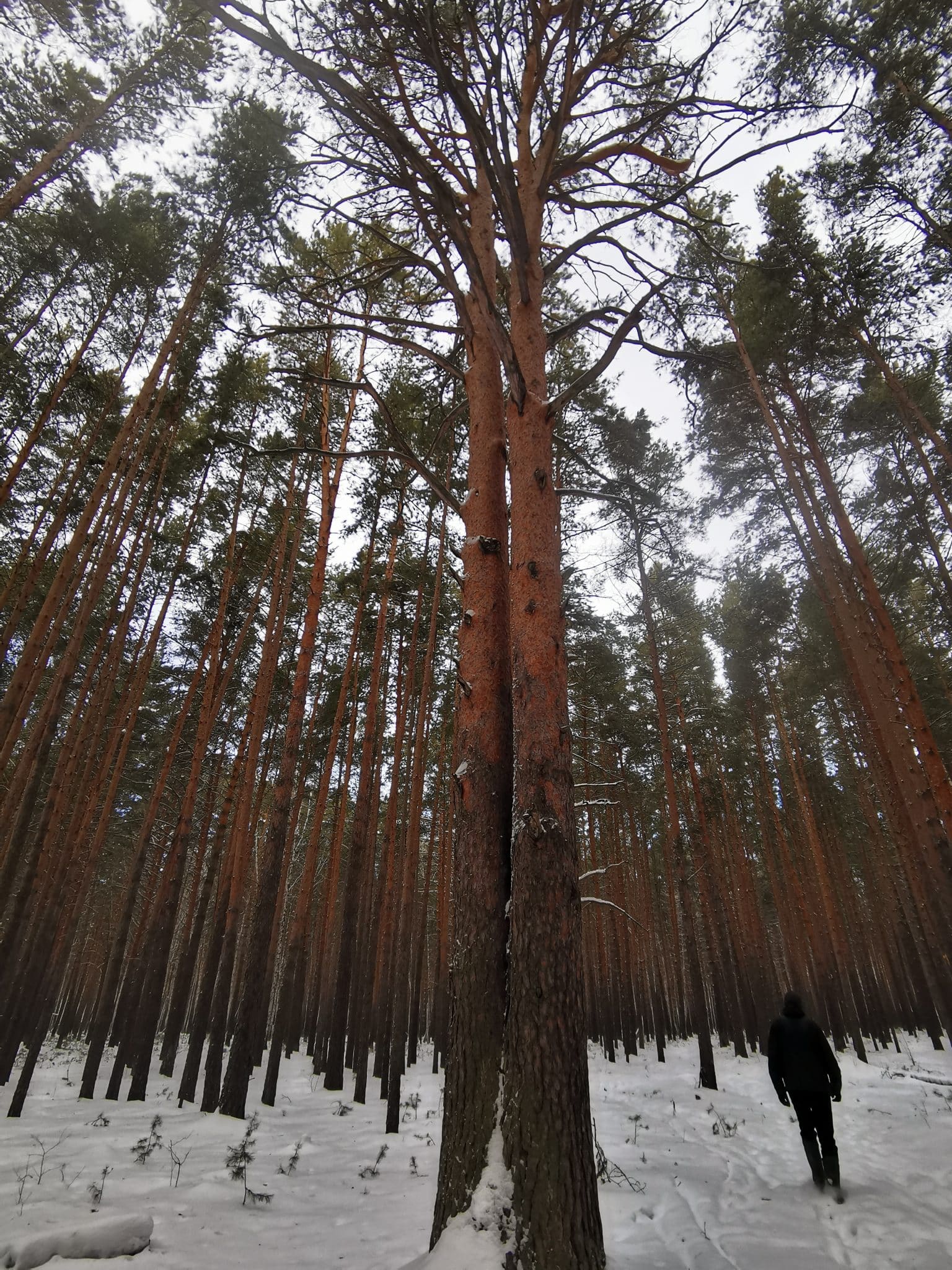 Репортаж с одной из самых высоких сосен Омска