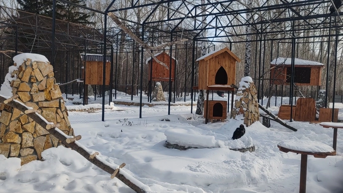 Орлы Большереченского зоопарка отпраздновали новоселье