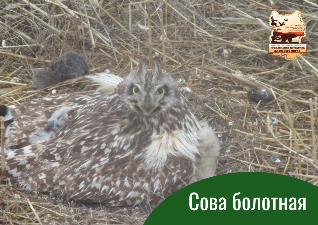 В омском Управлении по охране животных показали фото совиного семейства