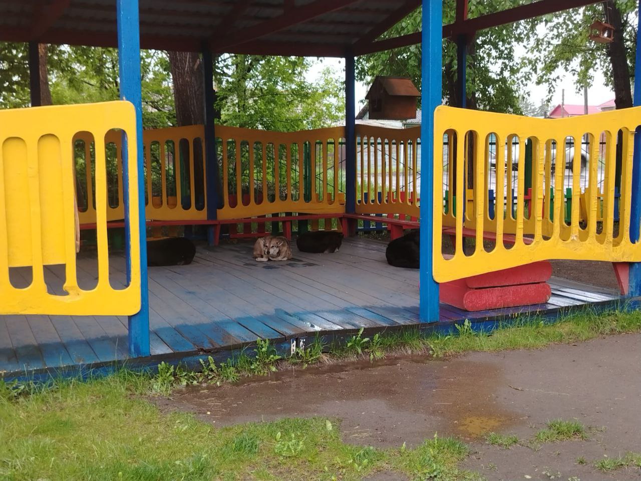 В Омске бездомные собаки захватили площадку в детском саду