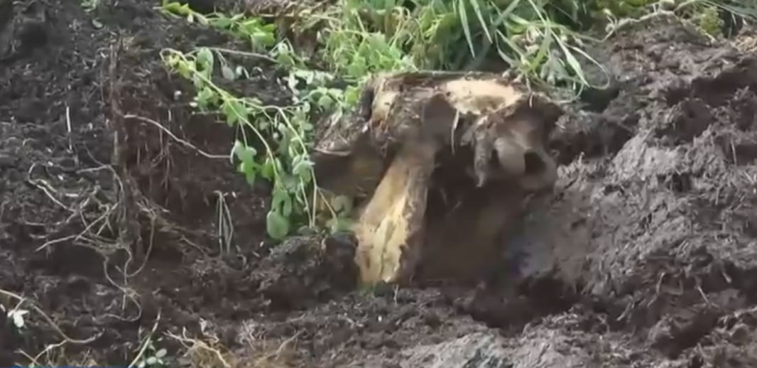 В Омской области ликвидировали опасную свалку с трупами домашних животных