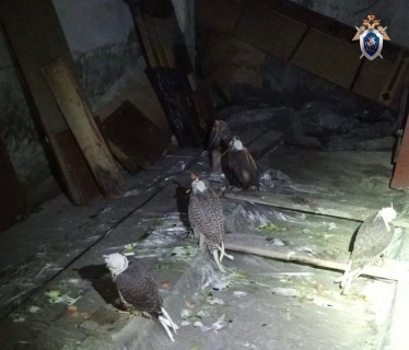 Краснокнижных сапсанов и балабанов незаконно держали в гараже под Омском
