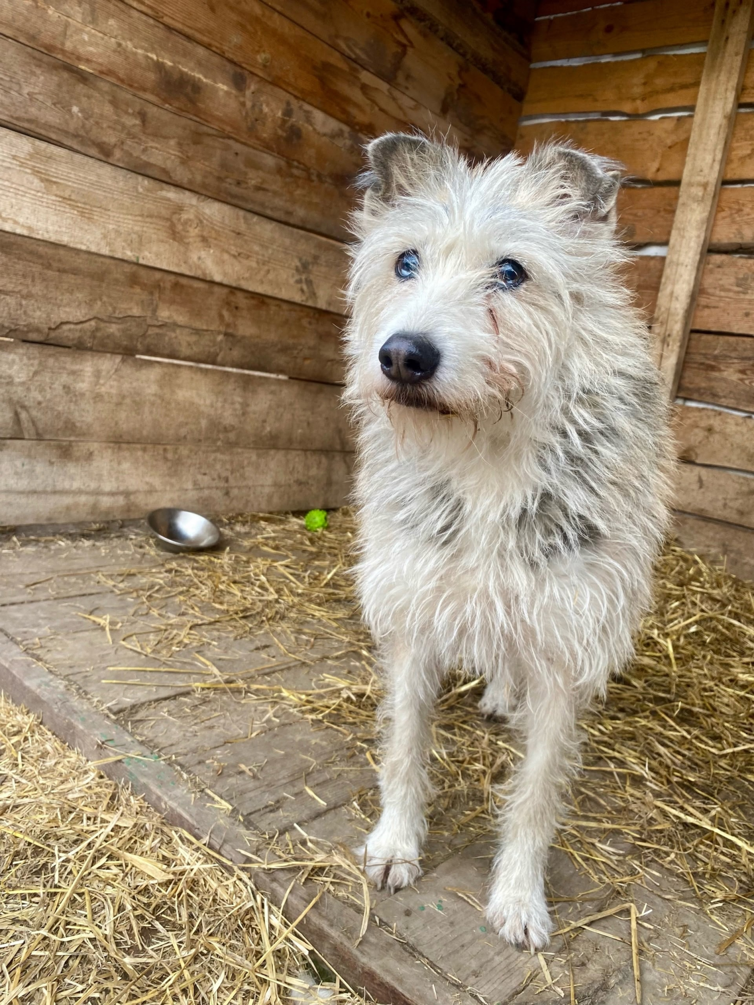 Питомцы омской зоозащитницы Валерии Беловой обрели временный дом