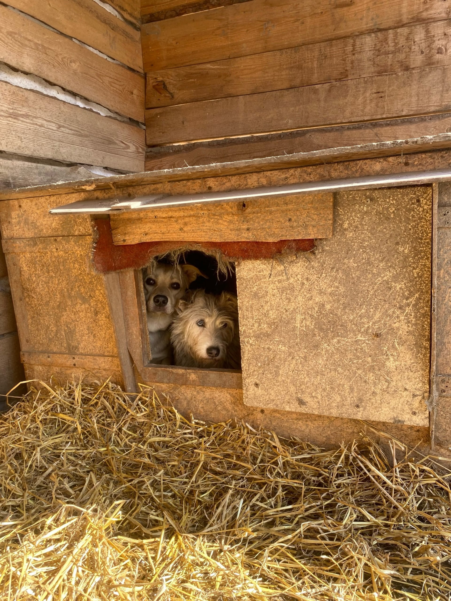 Питомцы омской зоозащитницы Валерии Беловой обрели временный дом